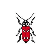 Borer Beetles
