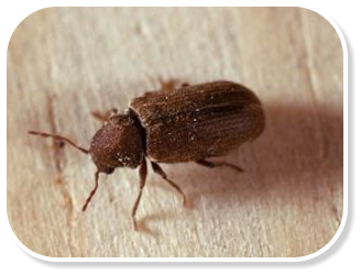 Common furniture beetle